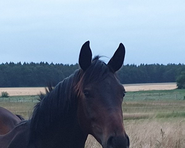 dressage horse Damiro G (Hanoverian, 2018, from Danzador)