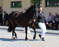 broodmare Moon Lady vom Stepenitztal 2 (Lewitzer, 2008, from Munser)