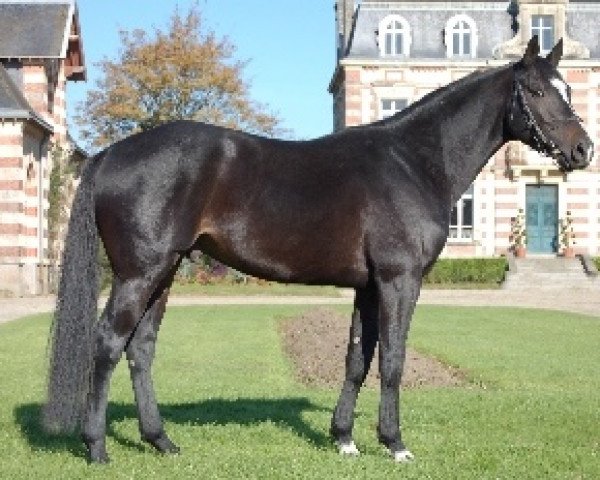 stallion Qui Voila de l'Illon (Selle Français, 2004, from Damiro)