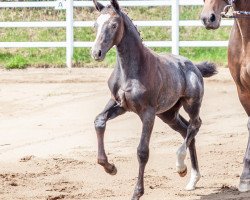 broodmare Nanunana T (Holsteiner, 2020, from Cancara)