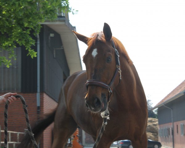 dressage horse Domherr 61 (Hanoverian, 2010, from Don Presidente)
