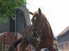 dressage horse Domherr 61 (Hanoverian, 2010, from Don Presidente)