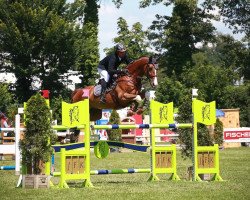 Springpferd Orient Von Gurbrue (Schweizer Warmblut, 2008, von Ogano Sitte)