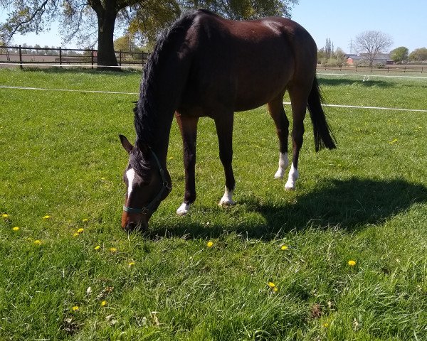 Pferd Habakuk (Trakehner, 2014, von Adamello)