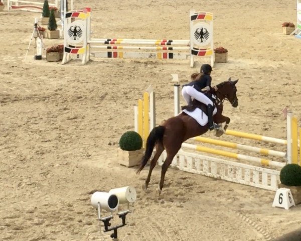 dressage horse Wendy 1018 (German Riding Pony, 2000)