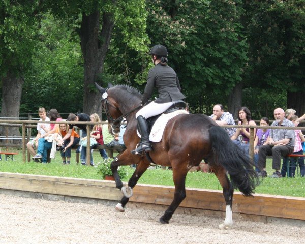 Pferd Fridolin 93 (Westfale, 1992, von Fittipaldi)