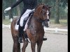 dressage horse Jackpot (Westphalian, 2009, from Jazz Rubin)