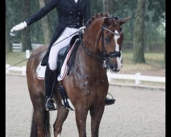 dressage horse Jackpot (Westphalian, 2009, from Jazz Rubin)