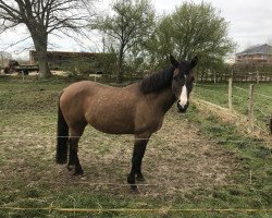 broodmare Princess of the Skye (German Riding Pony, 2011, from Hilkens Dance Forever)