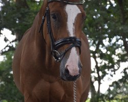 Springpferd Cover- Girl G (Luxemburgisches Reitpferd, 2014, von Conway II)