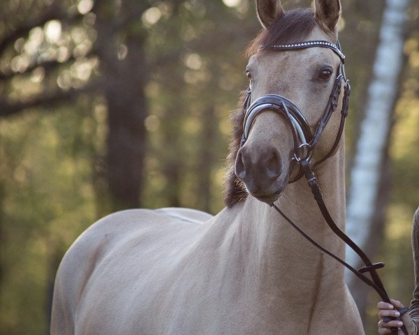 dressage horse Devil Rock (German Riding Pony, 2015, from Dornik B)