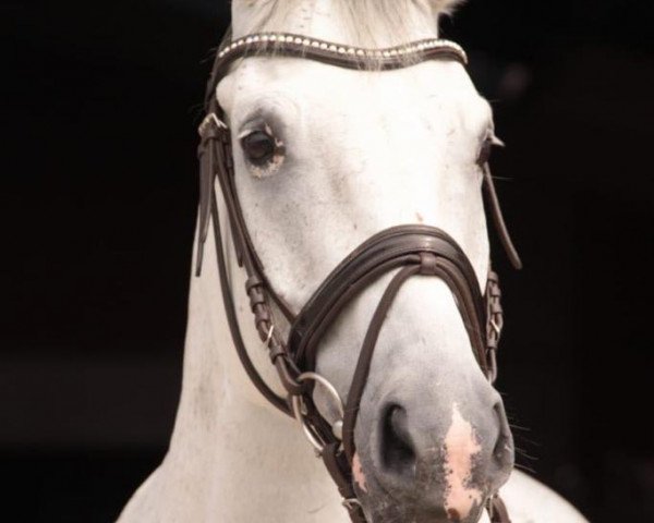 dressage horse Little Oginion (Württemberger, 2008, from Ciacomo)