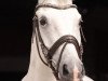 dressage horse Little Oginion (Württemberger, 2008, from Ciacomo)