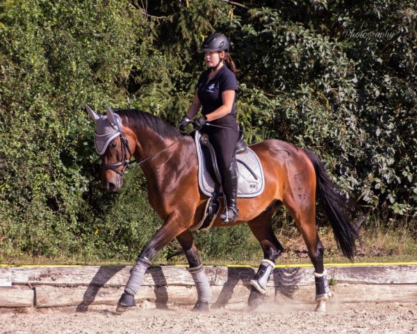 horse Avalon 347 (Trakehner, 2010, from Ivan n.g.)