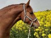 jumper Allet Jut P (Oldenburg show jumper, 2015, from Amiro Z)