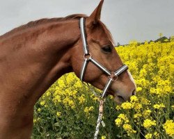 jumper Allet Jut P (Oldenburg show jumper, 2015, from Amiro Z)