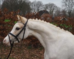 broodmare Batida JK (Welsh-Pony (Section B), 2015, from Tizian)