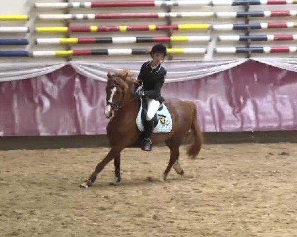 Springturnier Reiterhof Laurent 2015