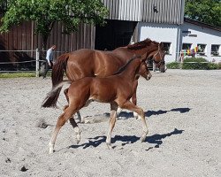 Pferd Nahdu (Hannoveraner, 2020, von Numero Uno)