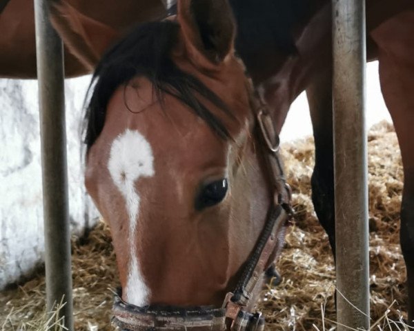 Pferd Numeros Highlight (Hannoveraner, 2019, von Numero Uno)