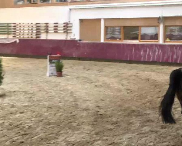 Springturnier Reiterhof Laurent 2015