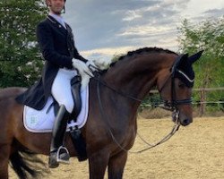 dressage horse Skyfall 14 (Hanoverian, 2009, from Sir Donnerhall I)