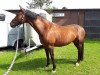 dressage horse Jazz' Emaris (KWPN (Royal Dutch Sporthorse), 2009, from Jazz)