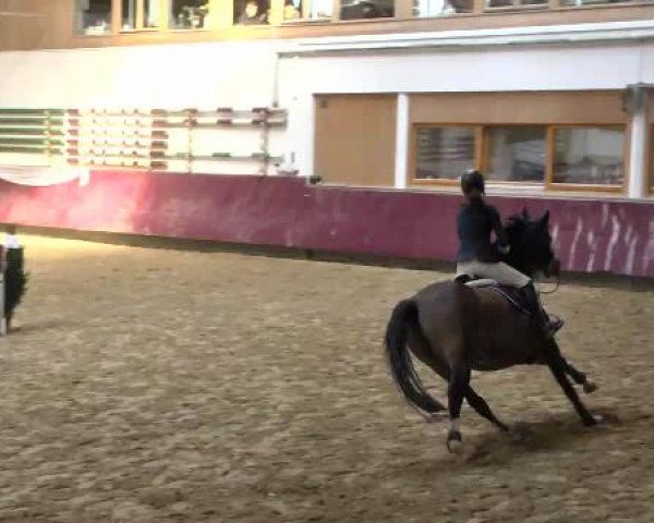 Springturnier Reiterhof Laurent 2015