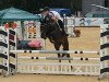 jumper Jewel's Princess (Austrian Warmblood, 2014, from Jewel's Coral)