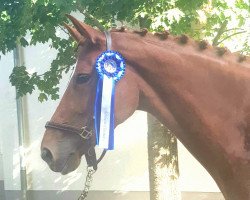 dressage horse La Liva (Hanoverian, 2016, from Libertad FRH)