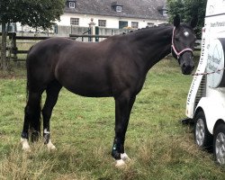 jumper Tip Top 33 (German Riding Pony, 2013, from Top Berlin)