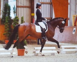 dressage horse Festus 173 (Oldenburg, 2010, from Fidertanz)