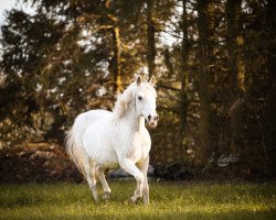 broodmare Parodie Vils. (German Riding Pony, 2003, from Marduc)