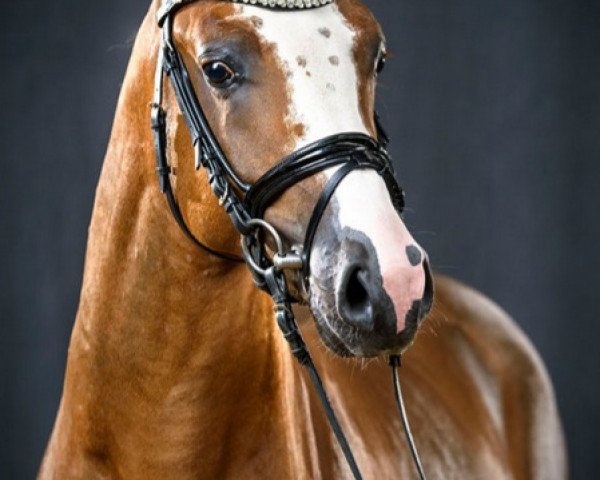 stallion Dropje voor Dropje (German Riding Pony, 2015, from Drei D AT)