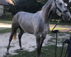 jumper Cellerina (German Sport Horse, 2017, from Cellman)