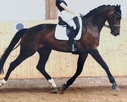 dressage horse Friedrich Von Nymphenburg (Hanoverian, 2011, from Fürst Nymphenburg)