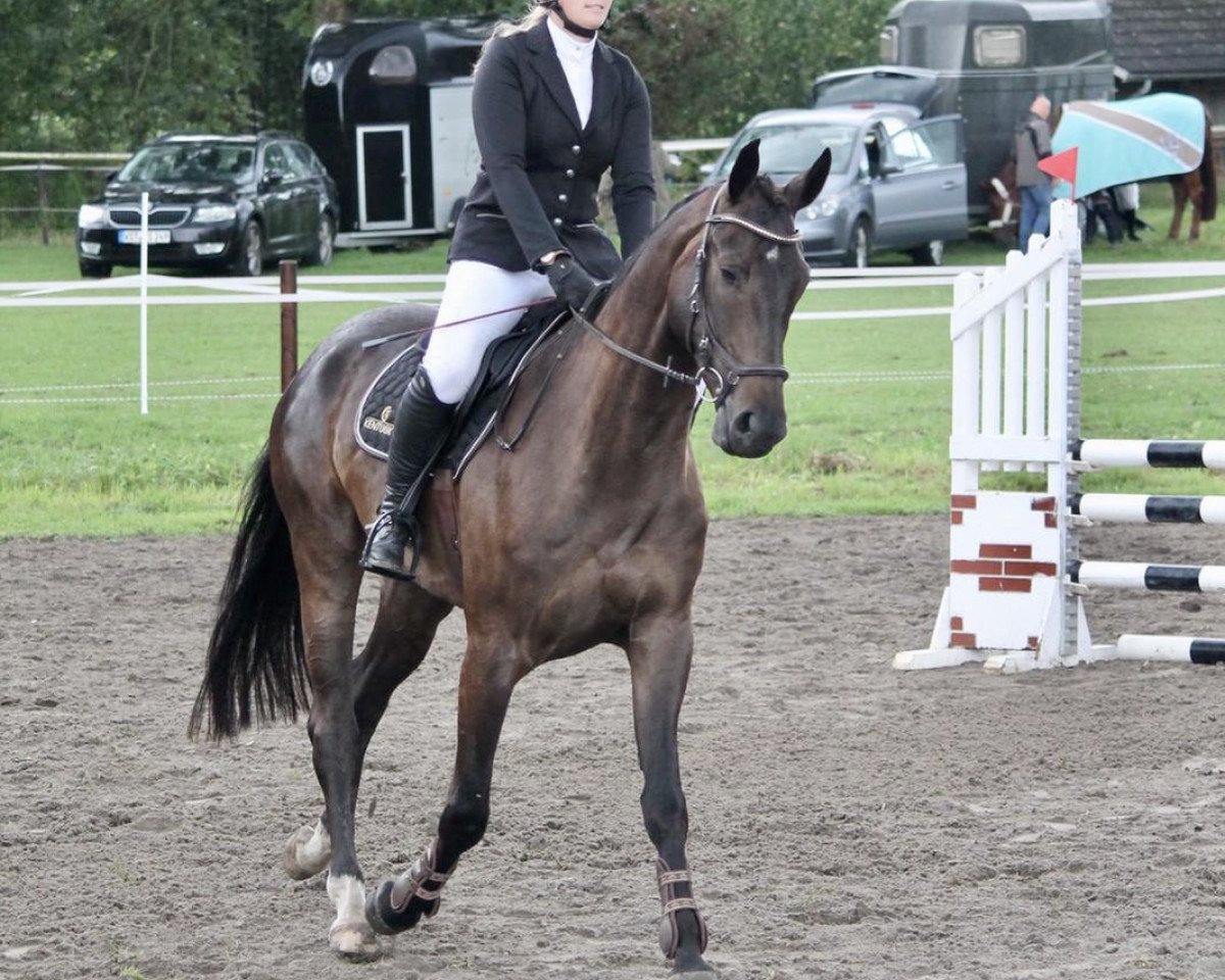 jumper Enjoy Festiwal WS (Hanoverian, 2014, from Embassy I)