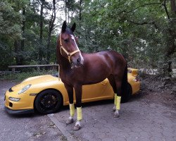 dressage horse Daylight (Hanoverian, 2004, from De Niro)