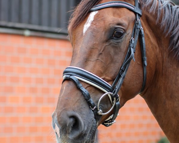 dressage horse Dilano 21 (Hanoverian, 2016, from Dr. Watson)