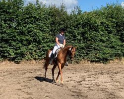 dressage horse E'Dalia (Westphalian, 2014, from Don Giovanni 114)