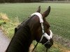 dressage horse Ludovico 16 (Hanoverian, 2008, from Locksley II)