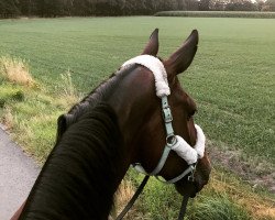 dressage horse Ludovico 16 (Hanoverian, 2008, from Locksley II)