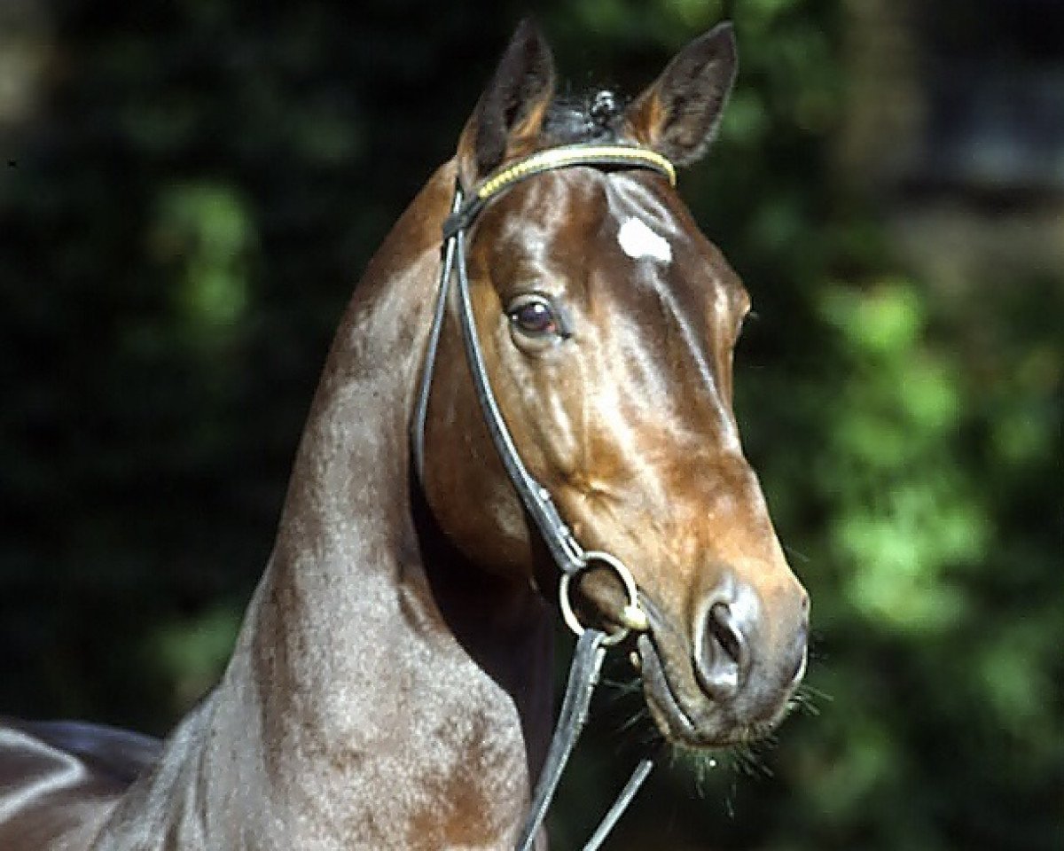 Deckhengst Cordobes I (Holsteiner, 1995, von Contender)
