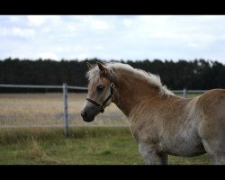 Pferd Dancing Shari Sue (Haflinger, 2020)