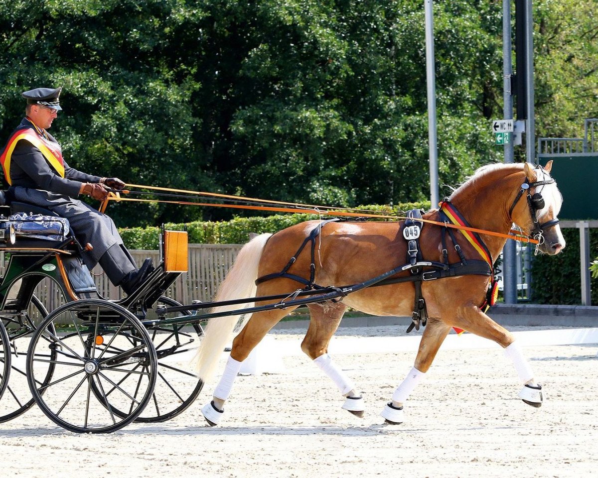 stallion Starino (9,19% ox) (Edelbluthaflinger, 2013, from Stano)