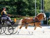 stallion Starino (9,19% ox) (Edelbluthaflinger, 2013, from Stano)