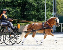 Deckhengst Starino (9,19% ox) (Edelbluthaflinger, 2013, von Stano)