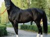 stallion Bug (Russian Trakehner, 1985, from Blesk)