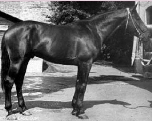 Deckhengst Bariton (Russisch Trakehner, 1958, von Belgorod xx)