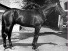 Deckhengst Bariton (Russisch Trakehner, 1958, von Belgorod xx)